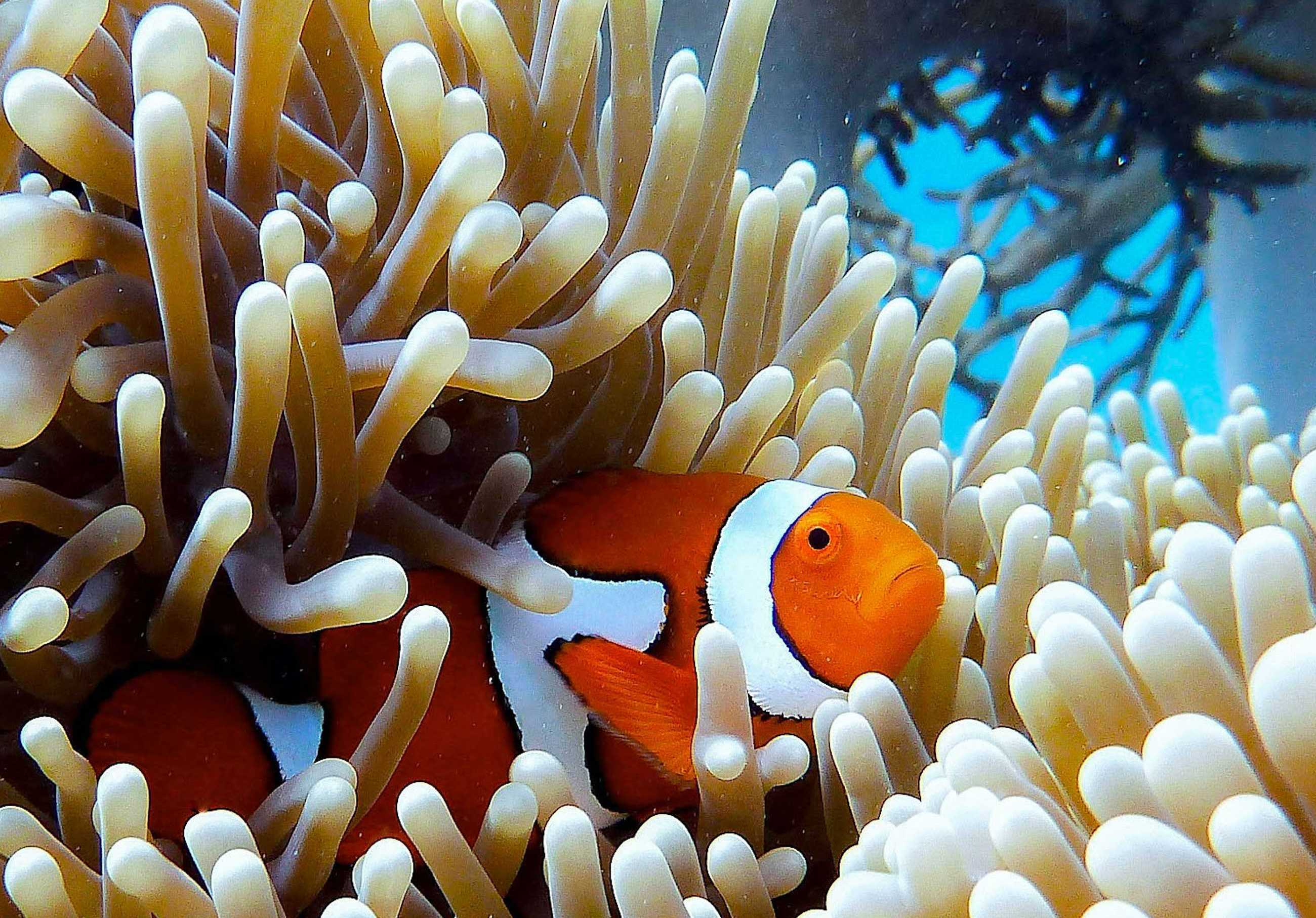 Protecting the Great Barrier Reef Project Image